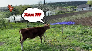 Як привчити корову🐂, телятко🐄 до електропастуха? Даю відповідь☝✔#ІванКо,#IvanKo,#ІванКомпані