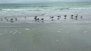 Morning along the beach in Sarasota Florida.