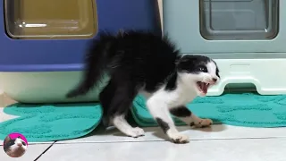 A rescued kitten who is furious with big cat