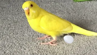 Budgie Laying First Egg 😍