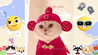 Funny Kitten Video 2023 | Funniest Animals 2023 😂 Best cat and kitten videos for a good mood! 😻