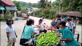 Ang Dami na Harvest  siling Panigang at pagtitinda Ubos agad