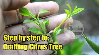 How To Grafting Citrus Fruit Tree Before and After
