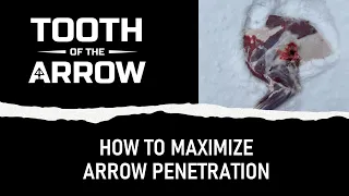 How To MAXIMIZE Arrow Penetration For Bow Hunting | Tooth of the Arrow Broadheads