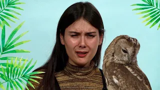 Patti Reviews Exotic Animals: Snowy Owl