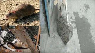 Dog kills Huge Rat in the jail,Dog finds and fight the rat,small dog, dog and rat in the garden