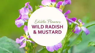 Edible Flowers: How to Eat Wild Radish and Mustard Flowers