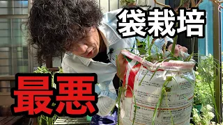 袋栽培の限界を教えます【園芸超人カーメン君】