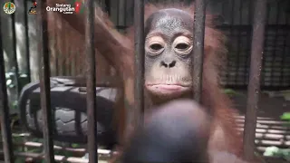 Rescue Orangutan "Bondan" di Desa Bernayau 2022
