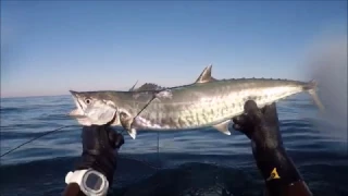 spearfishing israel - spanish mackerel school