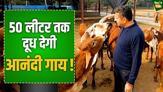 गौवंश को लेकर यूपी रचेगा इतिहास आनंदा डेयरी करेगी कमाल | Ananda Dairy | Desi Cow | Kisan Tak