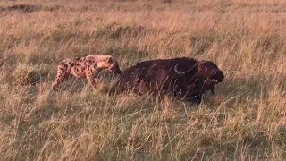 Hyena eating buffalo alive until the lions came