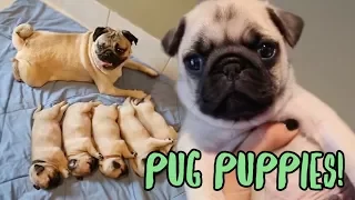 Pug Puppy Compilation