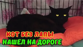 Кот без лапы. Нашëл на дороге.