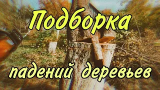 Валка / спил деревьев  методом промышленного альпинизма. Арбористика #logger #lumberjacks #youtube