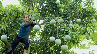 Harvest Australian Mango Trees Goes to the market sell - Fried Chicken Heart With Melon | Lý Thị Hoa
