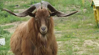 Колорити Дністра  🐐🦌  Кози на Дністрянських схилах