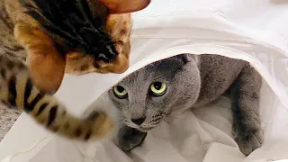 Hide and Seek in TunnelㅣDino cat