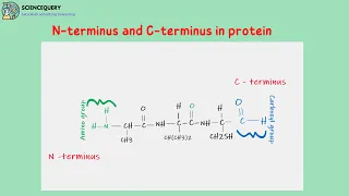 N terminus and C terminus in protein