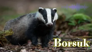 Badger sounds