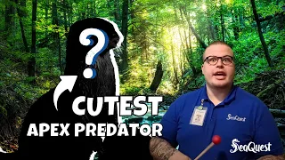 Meet the CUTEST Apex Predator!