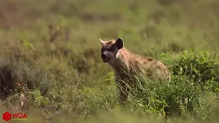 Amazing Wildebeest Save Mother & Newborn Baby Wildebeest From Hyena Hunting | Animals Save Animals