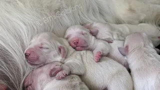 Golden retriever puppies 5 days old start ENS and ESI ( The Bean Litter)