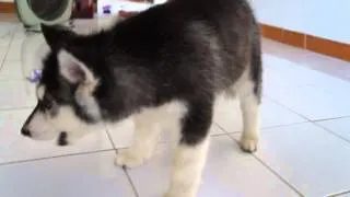 Alaskan Malamute "Soi" 2,5 month - Listen to commands