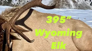 Wyoming 395” Bull Elk - High Country Late Hunt