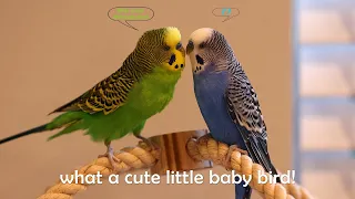 One parakeet says to the other: "What a cute little baby bird!"