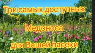 ТРИ САМЫХ ДОСТУПНЫХ МЕДОНОСА, СКОЛЬКО ДНЕЙ ЦВЕТУТ? КОГДА СЕЯТЬ?АРТУРА&ПАСЕКА🍯👍😊