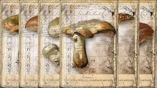 Mushroom Cabinet Cards | Free Printable