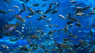 Myrtle Beach Aquarium #myrtlebeach #aquarium #fish