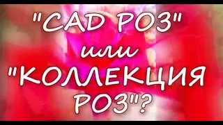 Сад роз или Коллекция роз?