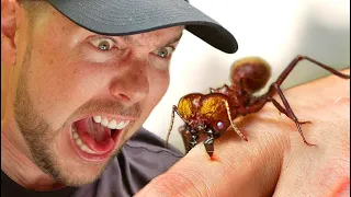 MONSTER ANT Chews to the Bone!