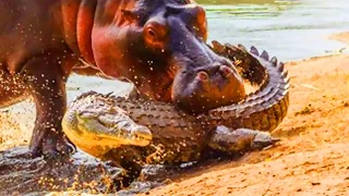 Alligators vs Hippo Bites - World's Greatest Animals