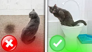 How To “train Your Cat” To Use Your HOUSEHOLD TOILET (Step-By-Step-Guide) NEW #Cattoilettraining