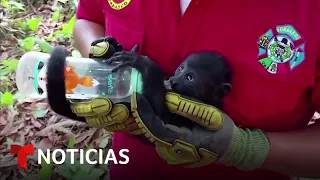 Planeta Tierra: Una combinación climática letal deja a monos moribundos | Noticias Telemundo