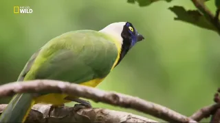 Vahşi Yolculuk  Kolombiya   1080p FULLHD Belgesel   Türkçe Dublaj Nat Geo Wild