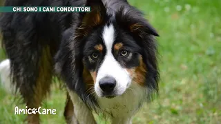 Conosciamo meglio i Cani Conduttori del gregge - Amico cane