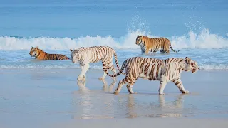 Meet The Majestic Tiger Family of Animalia, Dubai