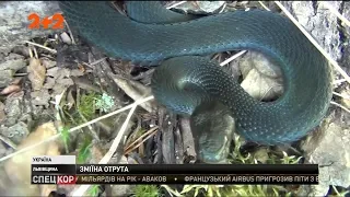 На Львівщині після укусів отруйних гадюк шпиталізували чотирьох людей