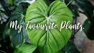 My Favourite Plants Right Now!