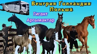 Көптөн күткөн Аргымактар келди👆