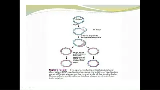D  loop replication copy, mitochondrial DNA (mtDNA) replication