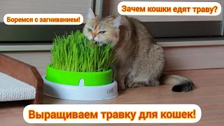 Выращиваем травку для кошек из семян! Зачем кошки едят траву? Семена гниют, что делать?