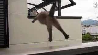 Cat slips and falls from balcony