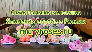 Коллекция Японских Роз в одном обзоре, питомник maryroses.ru