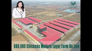800,000 Chickens Modern Layer Farm On Live