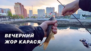 Вечерний жор карася на спиннинг .